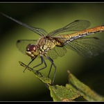 V záři reflektorů