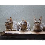 Nechápu kam furt čuměj, když se tady fotí !!!