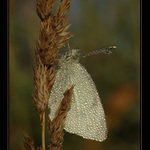 Vstávat, už je ráno