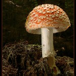 <b>** Muchomůrka **</b>