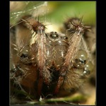 <b>** Portét křižáka ** </b>