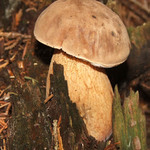 Houbička