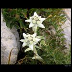 Leontopodium alpinum