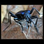 <b>...neboj já NEKOUŠU ! ! !<hr></b>(...prej Střevlík :-)<br><b>