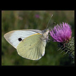 <b>NĚJAKÝ BĚLÁSEK...<HR></B>(...jen tak do sbírky...)<br><b>