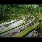 Ryžové polia na Bali