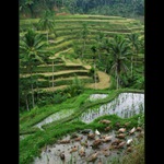 Ryžové polia na Bali  II.