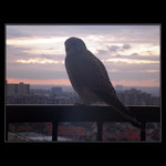 Poštolka na sídlišti