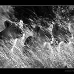 Máma s dcerkama na lovu