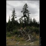 *** Lesní hřbitov ***