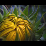 ... Slnečnica l  ...