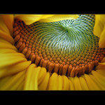 <b>... Slnečnica ll  ...</b>