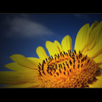 <b>... Slnečnica lll  ...</b>