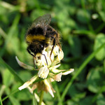 na paloučku v jetelíčku