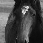 koňské pohledy ...