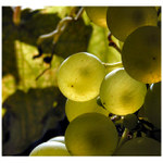 Babí léto přišlo