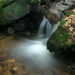 Voděnka šumavská I