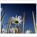 ...na strništi II. ...