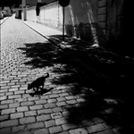 ...když černá kočka cestu kříží II...