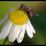 sedmi<b>kráska a zvíře</b><br>