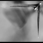 ~<b> V trní...</b> ~<br>