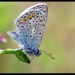 <b> Modrásek ušlechtilý </b><br>