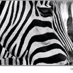 Hrali jsme prouzkovanou...