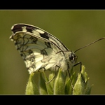 Okáč bojínkový (Melanargia galathea)