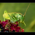 Kobylka zelená (Tettigonia viridissima)