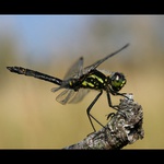 Sympetrum danae  (vážka tmavá)