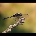 Sympetrum danae 2