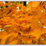 Barvy podzimu- ZLATÁ MU SLUŠÍ