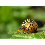 Mandelinka bramborová