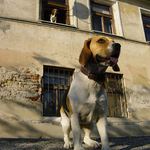 Tak neblbni a pojď už domů