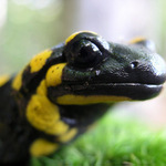 salamandra