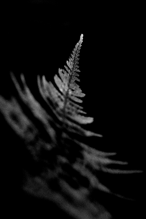Dryopteris filix-mas