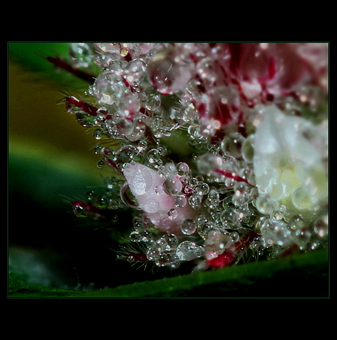 Ranní rosa II