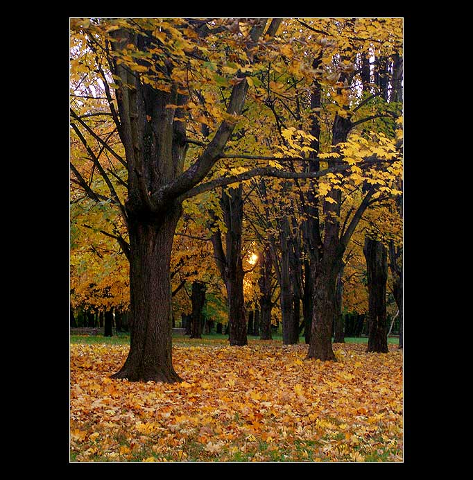 parková