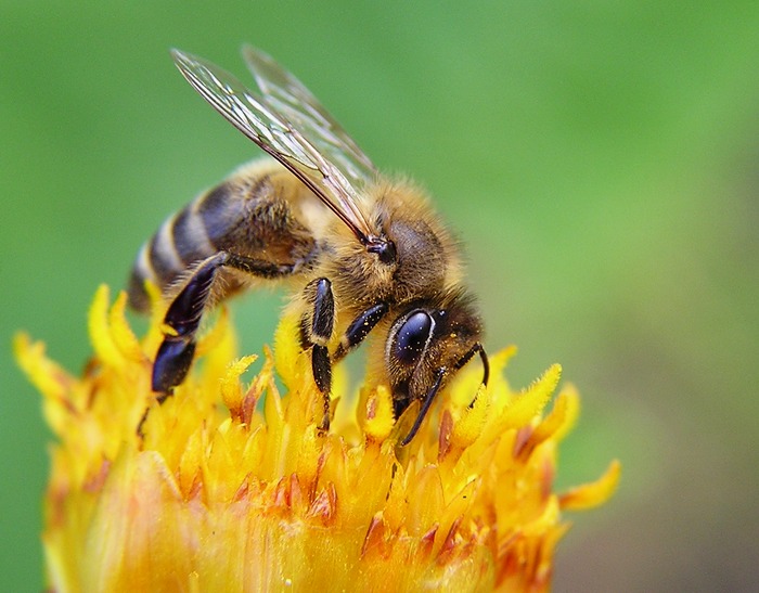 Včela medonosná (Apis mellifera)