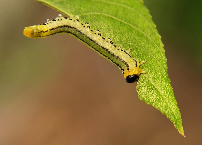 Podzimní hodování