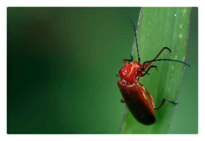 z našej záhrady / [6]