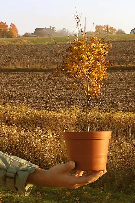 **Bonsai na podzim**