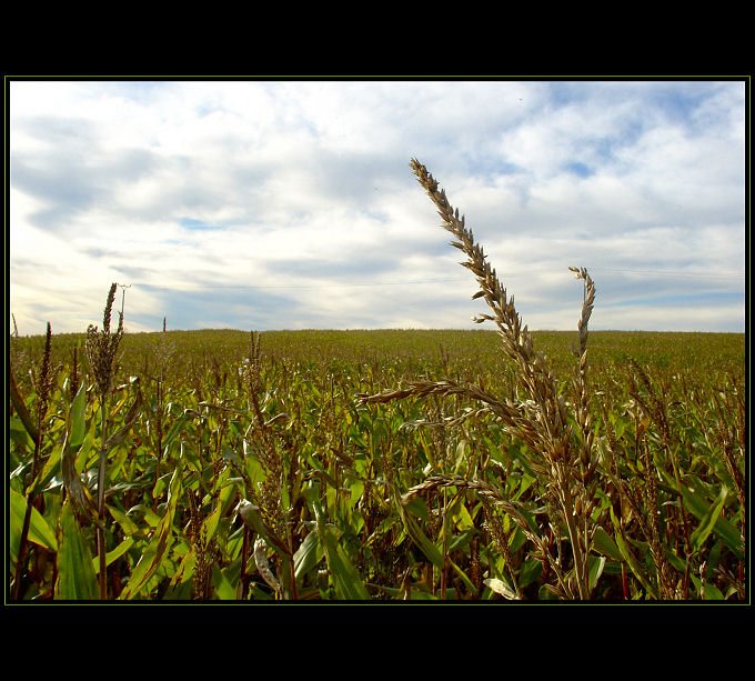 <font color=2f6f8f><b>*****Corn*****</a></span><br>