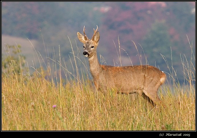 Roe Deer (Capreolus Capreolus) [srnec horny]