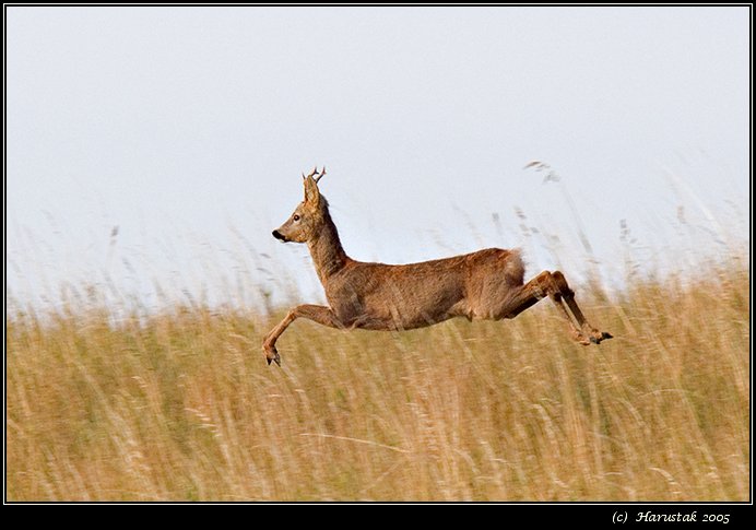 roe deer (capreolus capreolus) [srnec horny]