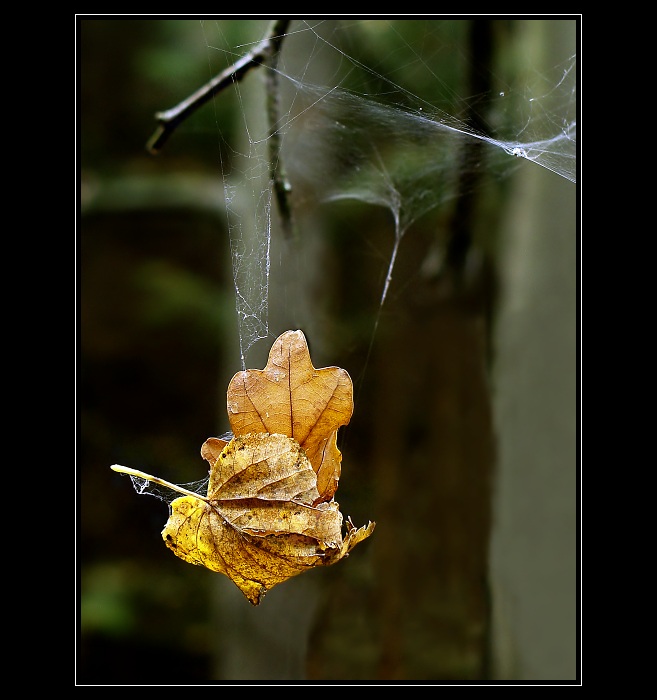 "  SPOUTANÝ PODZIM  "