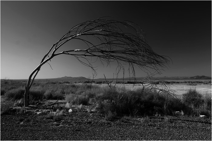 Desert night..