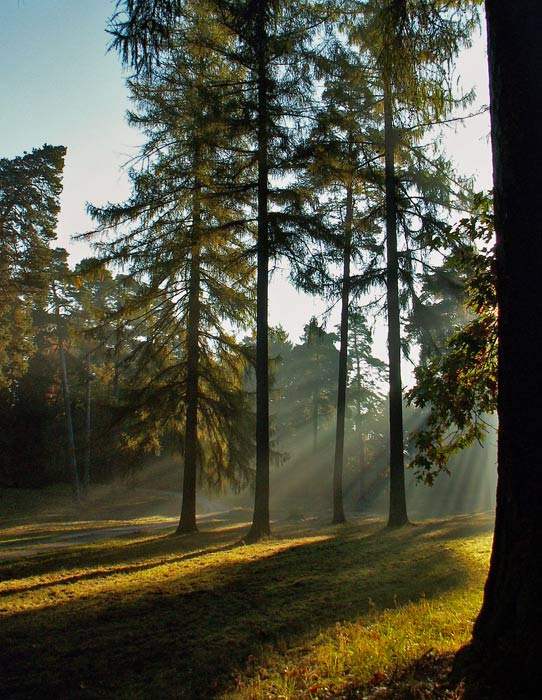 V Arboretu III