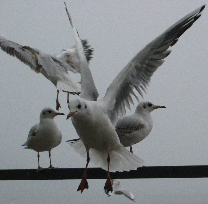 Racek, Racek, Racek...