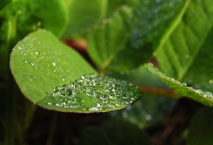 Když tráva pláče...